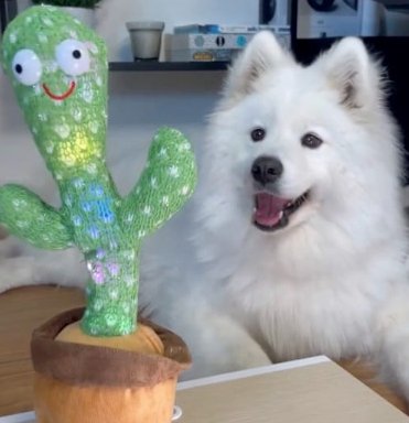 Dancing Talking Cactus Toy - Waggle & Fetch - 